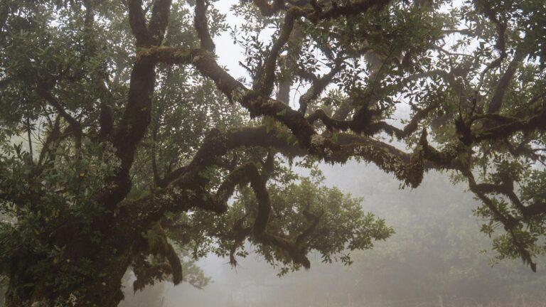 Le laurier pour éloigner les insectes : un répulsif naturel efficace
