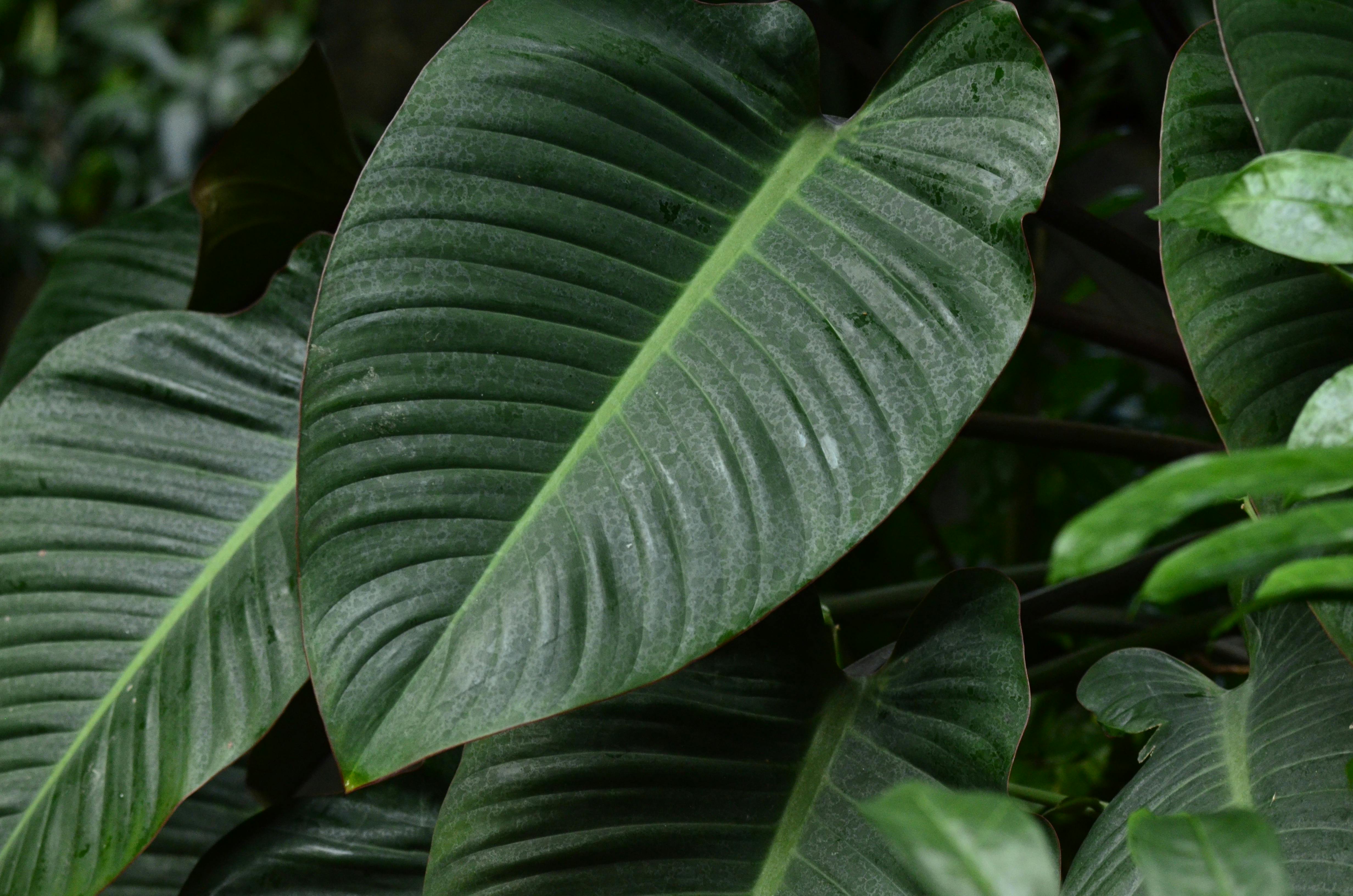 bay leaf closeup green leaves